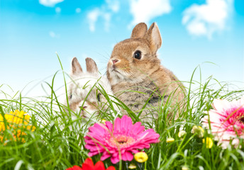 Baby Kaninchen au einer Blumenwiese