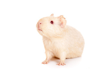 Guinea pig on a white background