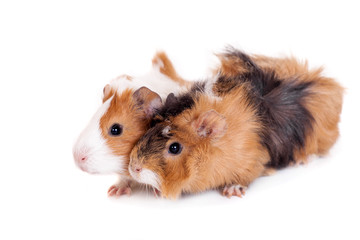 Two guinea pigs isolated on white background