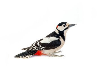 Great Spotted Woodpecker (Dendrocopos major) on white - obrazy, fototapety, plakaty