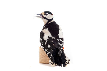 Great Spotted Woodpecker (Dendrocopos major) on white