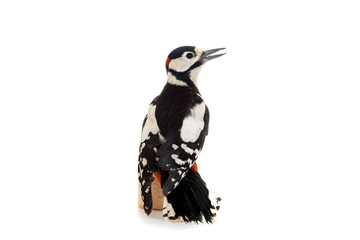 Great Spotted Woodpecker (Dendrocopos major) on white