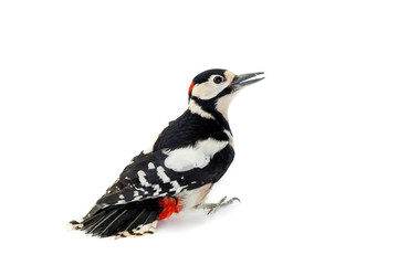 Great Spotted Woodpecker (Dendrocopos major) on white