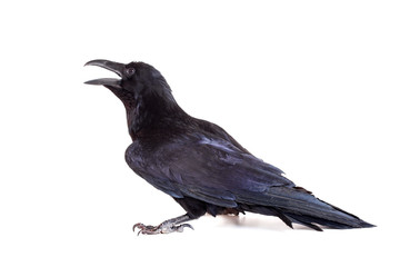 Common Raven (Corvus corax), 28 years old, on white