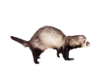 Ferret (10 years old) isolated over white background