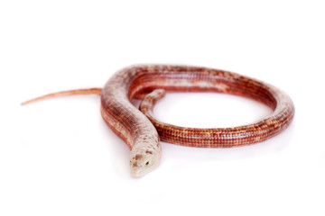 Sheltopusik or European Legless Lizard (Pseudopus apodus)