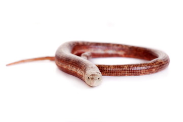Fototapeta premium Sheltopusik or European Legless Lizard (Pseudopus apodus)