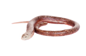 Sheltopusik or European Legless Lizard (Pseudopus apodus)