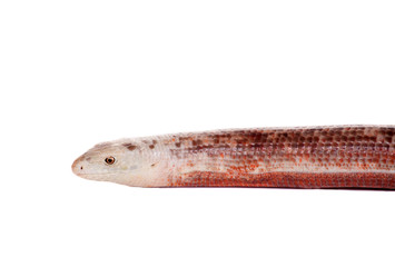 Sheltopusik or European Legless Lizard (Pseudopus apodus)