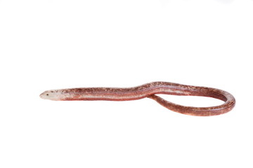 Sheltopusik or European Legless Lizard (Pseudopus apodus)