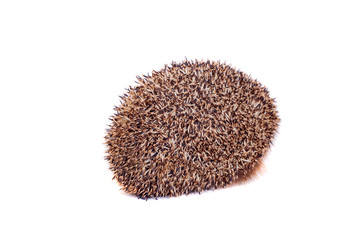 European hedgehog (Erinaceus europaeus) on white