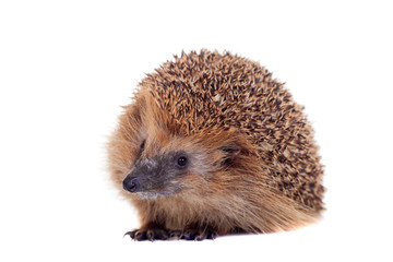 European hedgehog (Erinaceus europaeus) on white