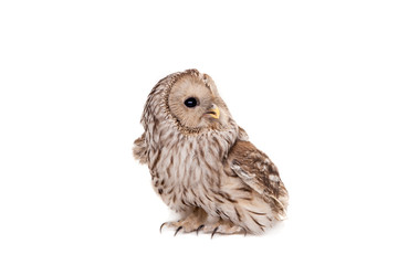Obraz premium Ural Owl (Strix uralensis), isolated on white