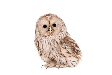 Wall murals Owl Ural Owl (Strix uralensis), isolated on white