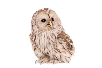 Afwasbaar Fotobehang Uil Ural Owl (Strix uralensis), isolated on white
