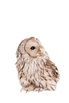 Ural Owl (Strix uralensis), isolated on white