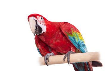 Red-and-green Macaw (Ara chloropterus) on white