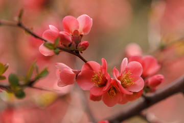 Fototapeta na wymiar Oddział Blooming różowe drzewo