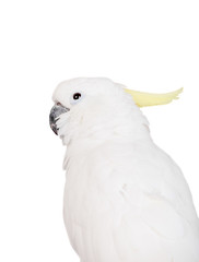 Sulphur-crested Cockatoo, isolated over white background