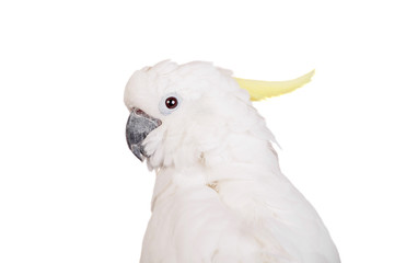 Sulphur-crested Cockatoo, isolated over white background