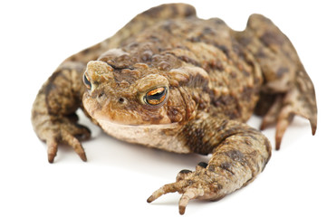 frog on white
