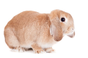 Rabbit Ram breed, red color, isolated on white background.