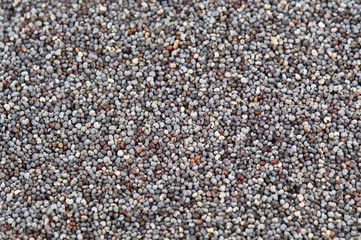 poppy seed texture