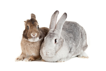 Two rabbits on a white background