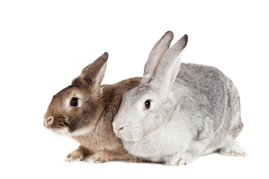 Two rabbits on a white background