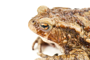 toad on white