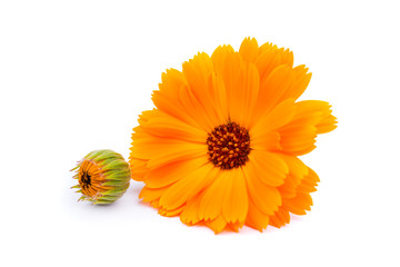 Calendula. flowers isolated on white