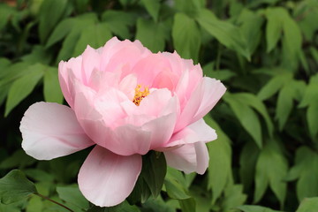 薄紅色の牡丹の花