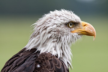 Obraz premium Bald eagle