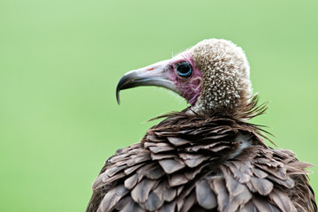 Vulture