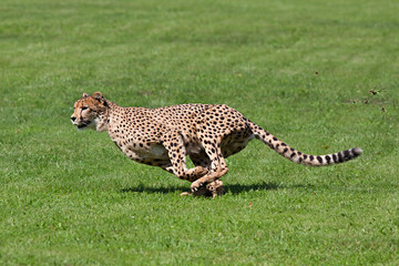 Running cheetah