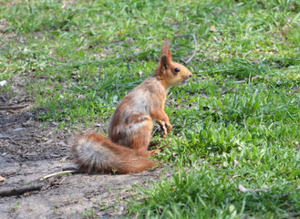 Naklejka na ściany i meble Red squirrel small woodland little animal
