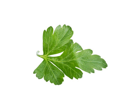 single parsley leaf