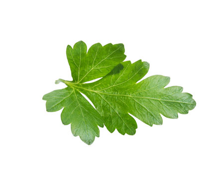 single parsley leaf