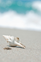 砂浜と貝殻