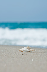 砂浜と貝殻