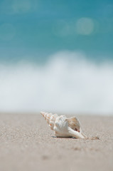 砂浜と貝殻