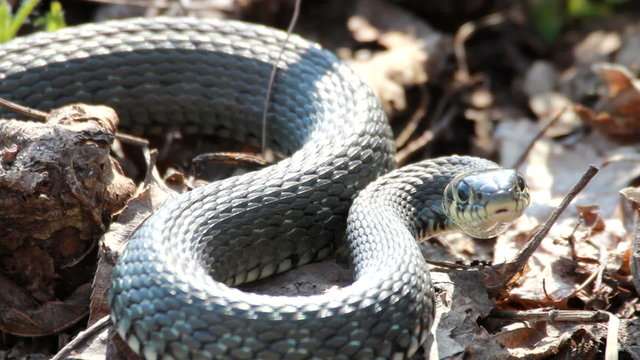 Grass Snake (Natrix Natrix) resting in the warmth