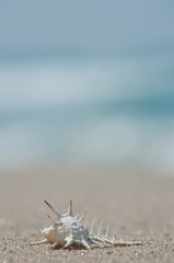 砂浜と貝殻