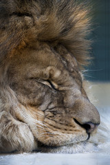 Fototapeta premium Lion qui dort