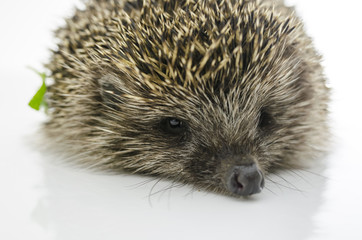Front view of hedgehog