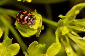 ladybird on flowers of norway maple. macro