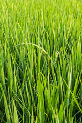 Fototapeta na wymiar Green fresh rice fields