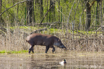 Lowland tapir (Tapirus terrestris) in marshy area