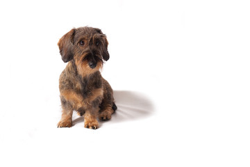 Bassotto tedesco a pelo ruvido © Gianfranco Bella