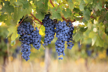 Bunches of ripe red wine grapes on vine